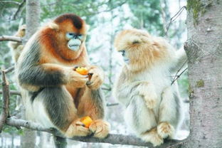 神农架金丝猴冬天难觅食 研究员日挑400斤喂食