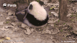 熊猫档案 大熊猫长得像猪猪是一种什么样的感受 