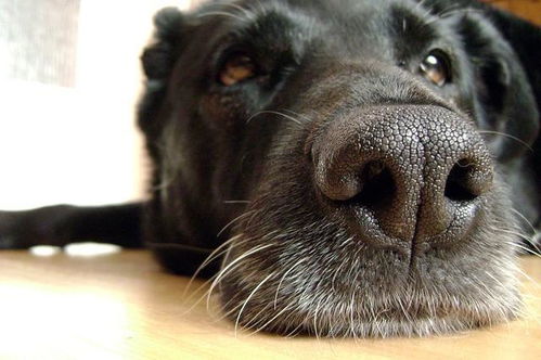 这6种病,狗狗靠鼻子就能 闻 出来 网友 厉害了