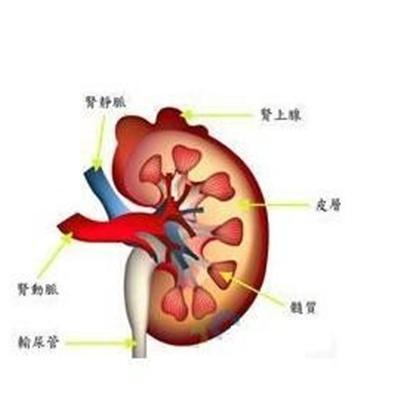 慢性肾炎可以吃什么东西