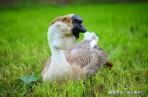 老人言 鸭食混,鹅食青 这是鹅肉比鸭肉贵的主要原因吗