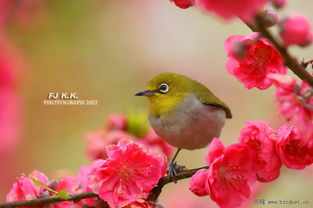 春之魅 桃花暗绿绣眼