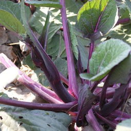 种植红菜苔需要掌握的高产技巧有哪些,红菜薹施怎样的肥好