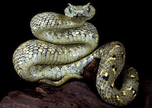 蝰蛇 蛇