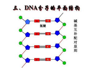 DNA中碱基位于DNA什么部位 