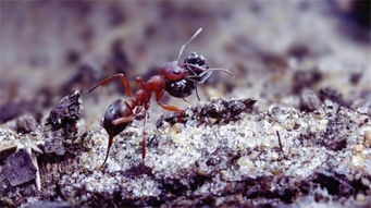 什么植物可以驱除蚂蚁 