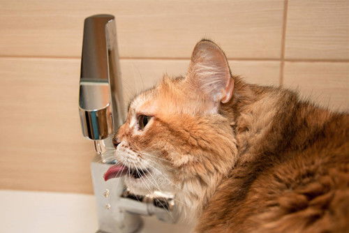猫干呕想吐是怎么回事,家里猫犯恶心想吐的样子