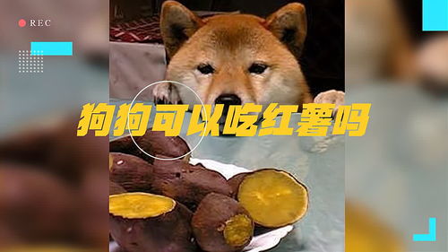 狗狗可以吃红薯吗 