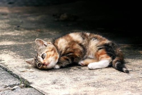 猫怕热吗 不仅怕热,中暑还会危及生命