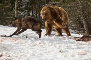 直击 一家人雪野隐居18年,与黑熊野狼为伴,拒绝互联网 