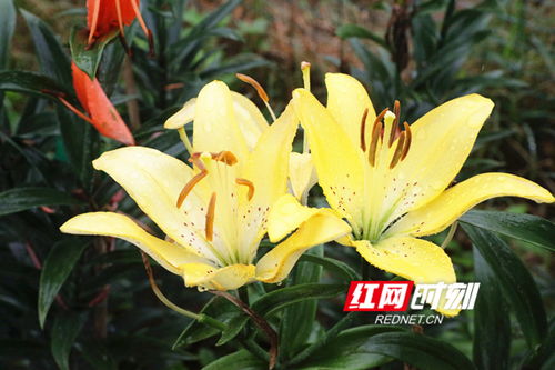 香水百合花谢后怎么办才能开花,去