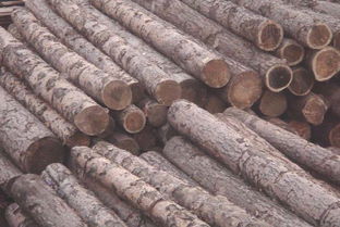 求购白桦树原木,石家庄市木材市场价