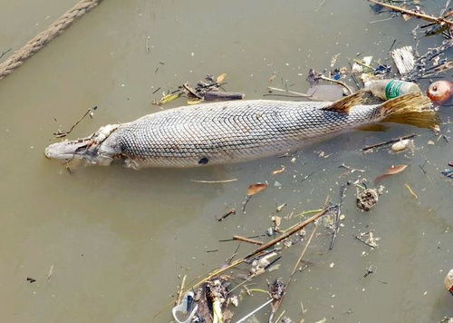 珠江边出现大型水族,一米多长,已死去多时,附近钓鱼人 冻死的