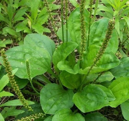 带你识草药挖野菜 车前草