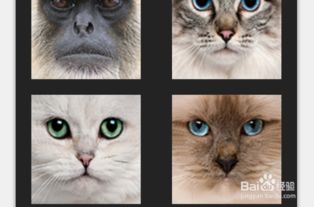 如何做神奇的人脸变猫脸图片 