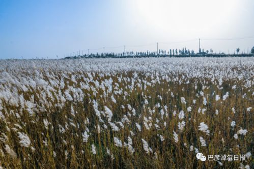 内蒙古巴彦淖尔市芦苇多少钱每吨