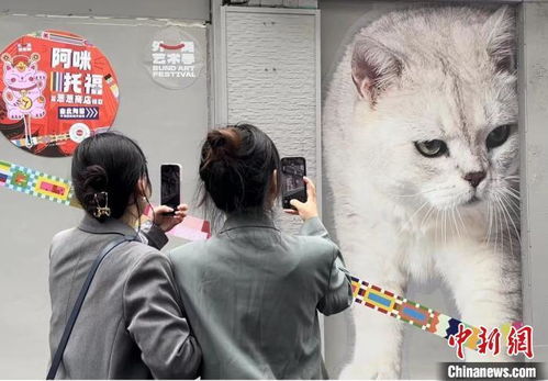 上海猫街怎么报名(猫街地址)