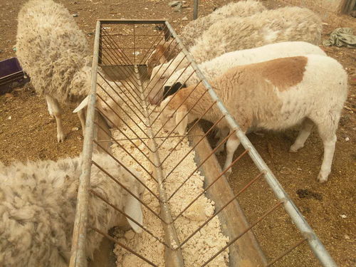 自繁小尾寒羊母羊立足实操如何入手 听小农庄讲述自己的养羊故事