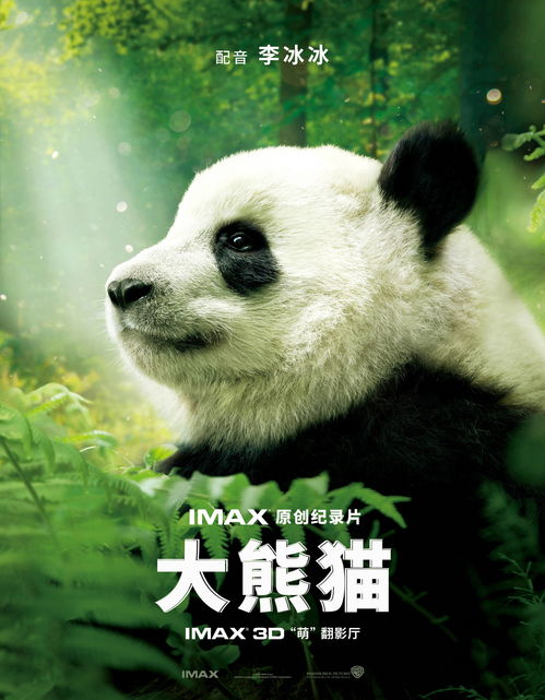 李冰冰IMAX纪录片 大熊猫 上影节展映 再度呼吁野生动物保护