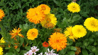 金盏菊的养殖方法,金盏菊的功效与作用,金盏菊花语,金盏菊形态特征 齐家网 