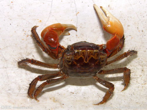 这个螃蟹叫什么名字啊 