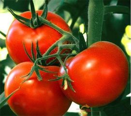番茄怎么养殖比较好看,番茄养殖