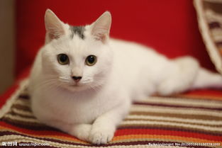 求露娜猫 的妈妈白猫的图 满意的图多的采纳 
