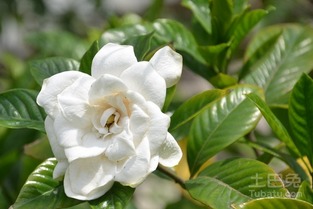 栀子花多久开一次花花期多长,栀子