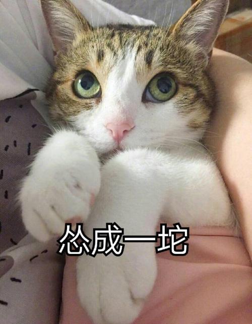 猫比人还会撒娇是什么感觉 女朋友表示,这是什么品种的绿茶猫