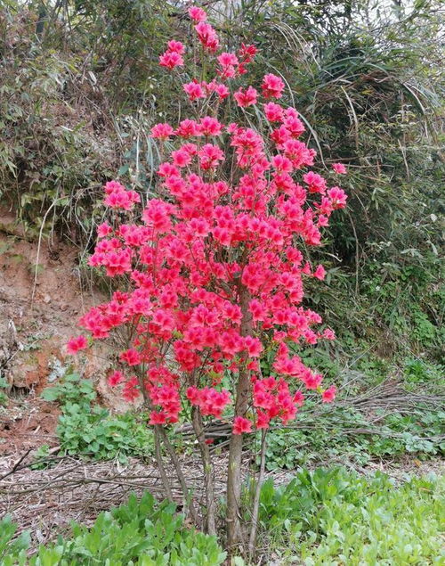 野生映山红带花移栽能活吗 4月下旬种植实例,已成活开花