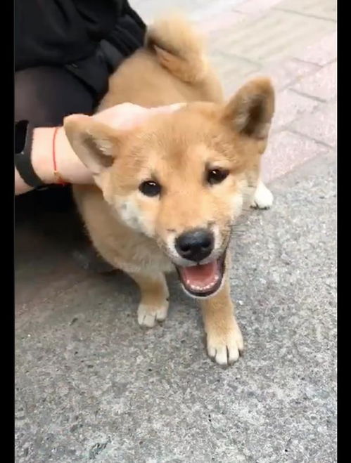 小孩的牙齿怎么弄好看(柴犬如何让牙齿长好看)(柴犬的牙齿是什么样子)