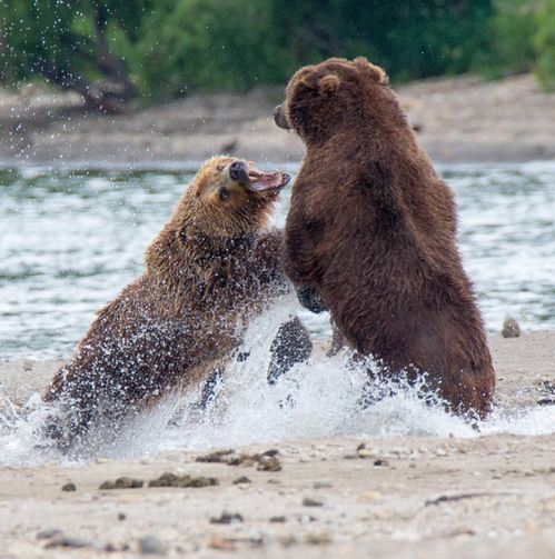 母熊为保护幼崽勇斗雄性棕熊 熊崽子目瞪口呆