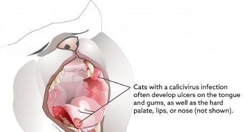 猫杯状病毒可以治愈吗 杯状阳性猫咪有哪些养护注意事项