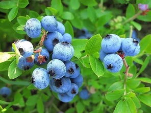 蓝莓是什么味道的,蓝莓酸了是坏了吗