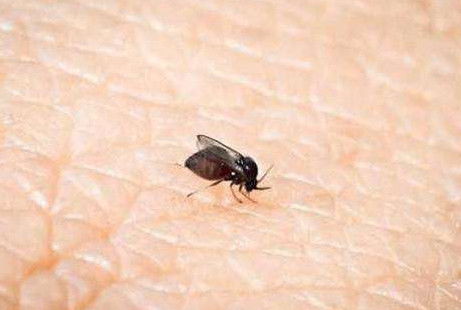 为什么蚊子宁愿死还要吸人血 为什么美国几乎没有蚊子