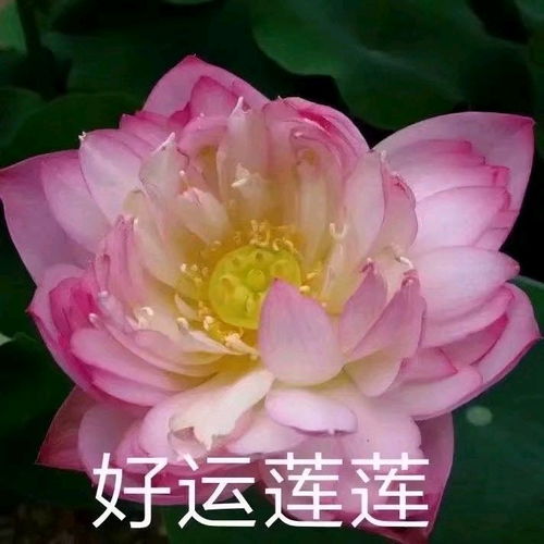 莲花头像 信息阅读欣赏 信息村 K0w0m Com