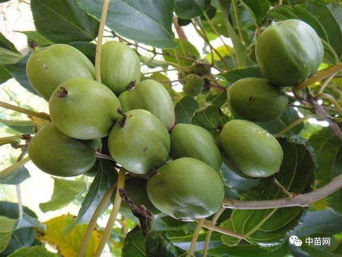 特色果树 龙成二号 软枣猕猴桃 果大 高产 优质 适应能力强 晚熟品种