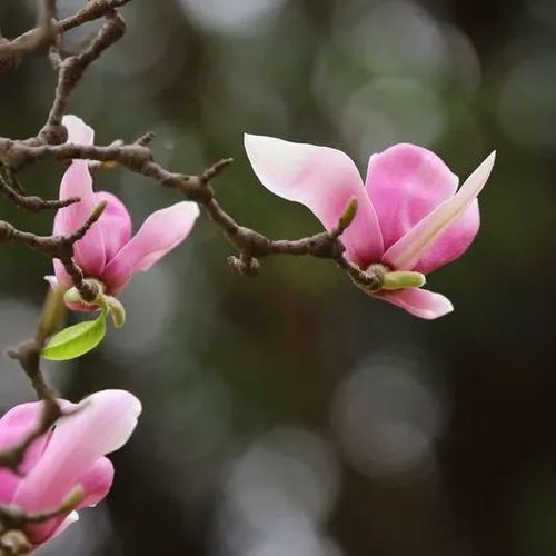 今日春分 与君同醉一城春光妩媚,平分一季姹紫嫣红