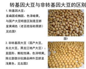 中国市场上的转基因食品及鉴别方法 