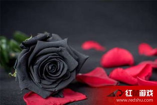 黑玫瑰代表什么意思 黑玫瑰花语的含义