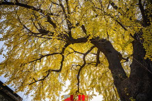 苏州那个寺银杏树,苏州银杏树最美的地方在哪里