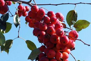花红是什么水果是不是海棠果呢 花红的功效与作用除了泡水还能怎么吃