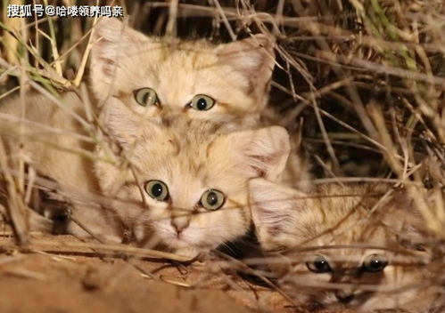 又是一个最小的猫科杀手,只在沙漠生存,却因为给人当宠物濒危