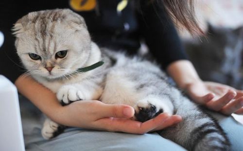 猫咪把你当 孩子 养的4种表现,你不是在养猫,而是猫在养你