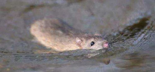 老鼠会游泳吗 