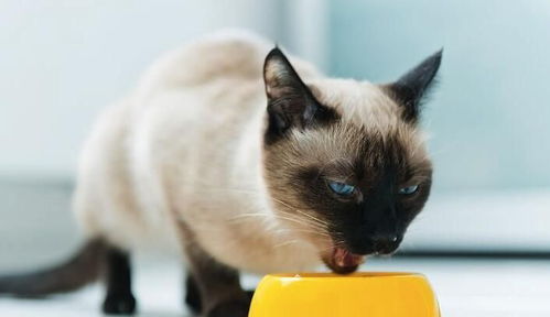 袖虎病猫攻略 哪些原因会导致猫咪呕吐