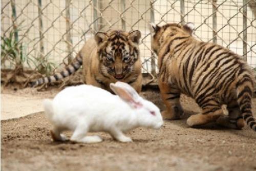 为训练老虎野性, 饲养员扔进只兔子, 然后他们成为了一对好朋友