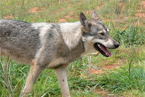 梦见狂犬病