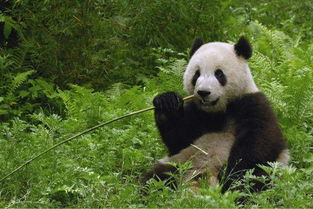 王思聪为博红颜一笑,认领大熊猫,只为给她当宠物 