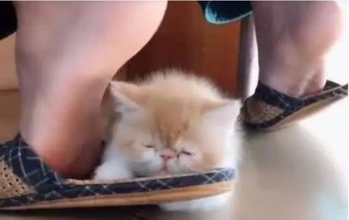 小猫咪爱搞怪,就喜欢挨着主人拖鞋睡,可爱一幕